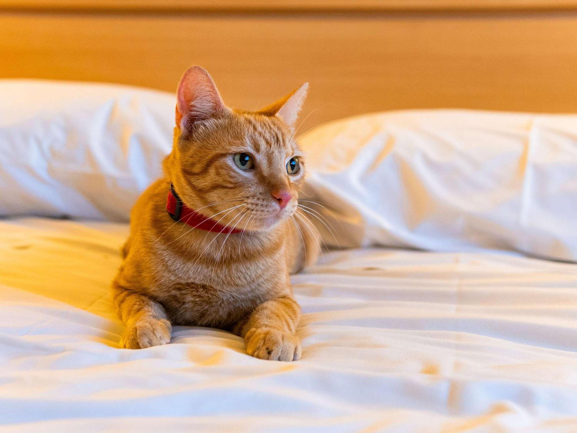 Ibis Novo Hamburgo Hotel Eksteriør billede